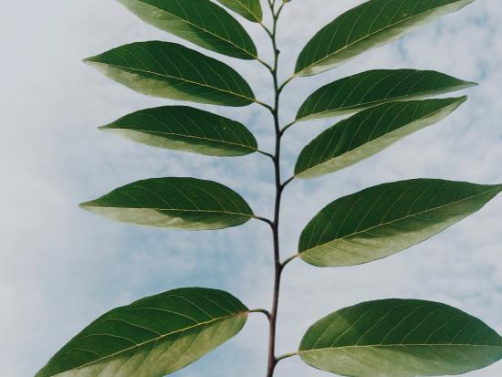 Extrait de feuille d'ortie