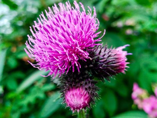 Extrait de Bardane (Arctium Lappa)*
