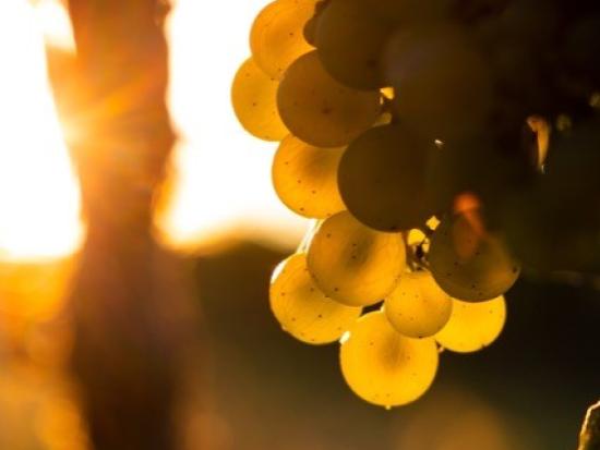 Huile de pépins de raisin (Vitis Vinifera)