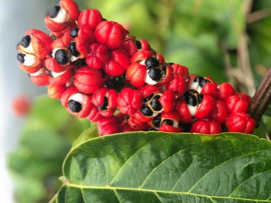 Extrait de graines de guarana