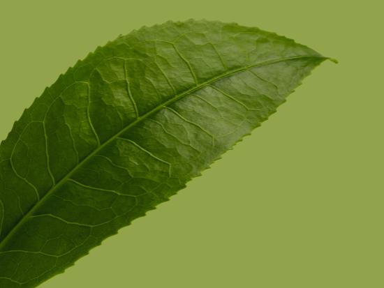 Extrait de thé vert