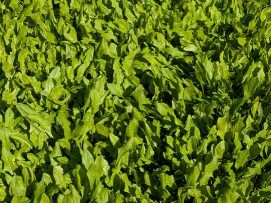 Extrait sec de roquette (Eruca sativa)